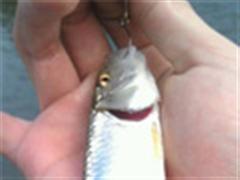 小小鱼之羊年首炮，溪流路亚友谊之旅