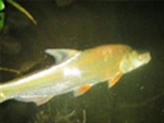 梦湖美七八（春雷炸响，鱼口大开）