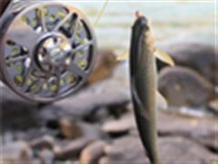 【原创】千里游钓只为茴