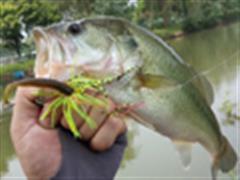 BASS钓-初伏坚持“约”黑鲈