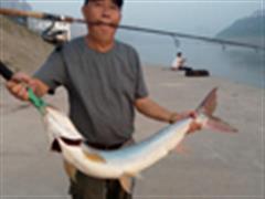 有朝一日时运转，两条裤儿重起穿-----长江路亚米级鳡棒