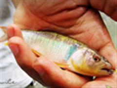 SUMMER-FLY FISHING-FRIEND