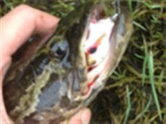 探路信阳：黑鱼，青稍，红稍，翘腰大满贯