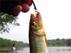 彩霞满天路青梢