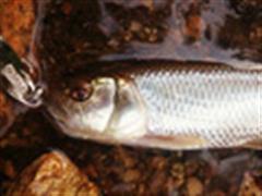 溪流马口，正儿八经的啊---矶钓迷