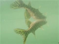 成都路亚运动会所贝加尔湖游钓记