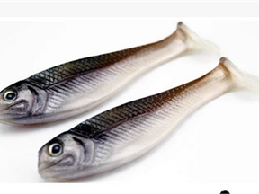 阿末  巡游者16CM