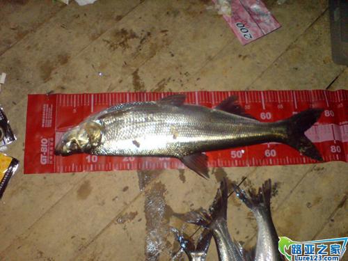 这几条是师兄弟