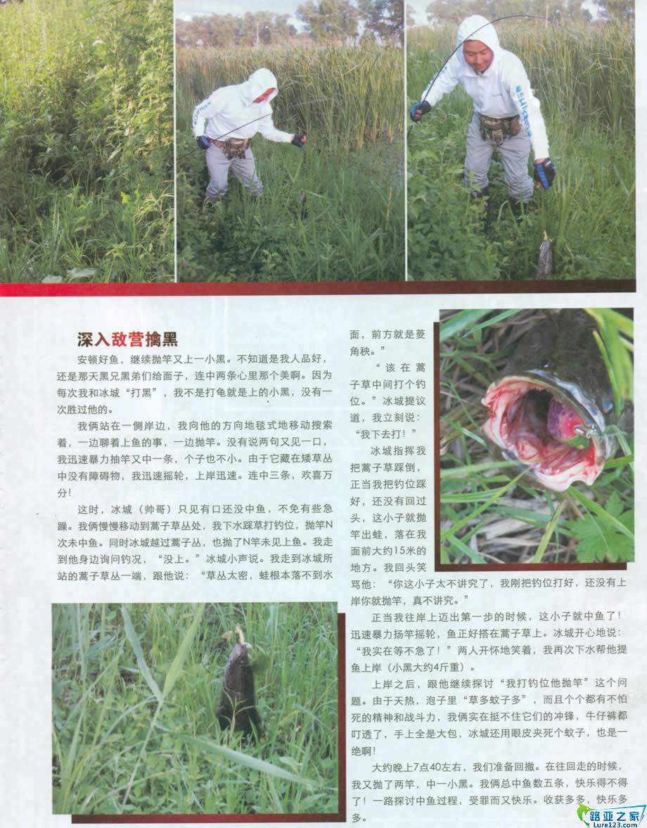 深入敌营中大黑鱼