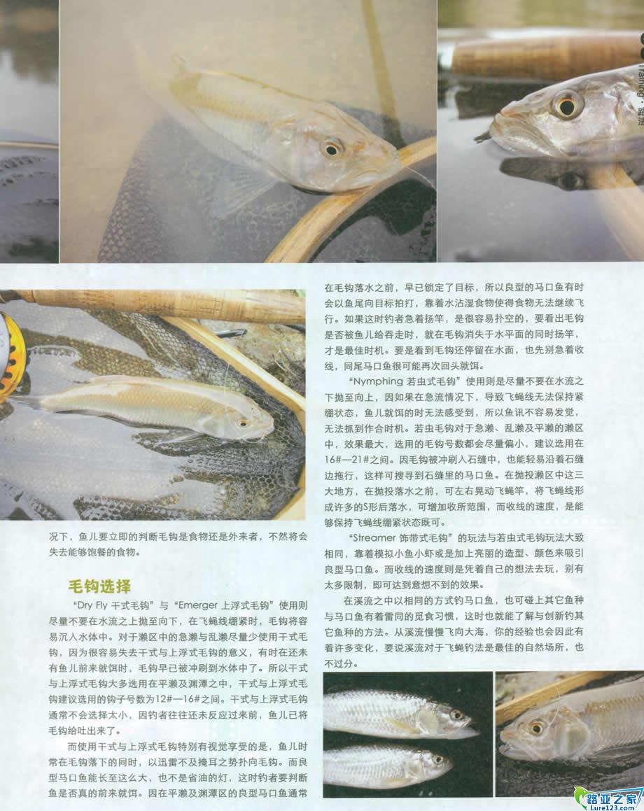 飞蝇毛钩的选择