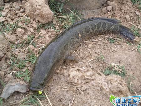用软虫搞上来的黑鱼