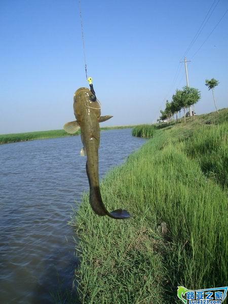 看看鲶鱼再看看钓场美吧