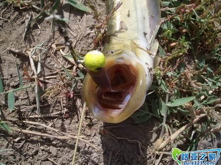 鲶鱼也是软虫中的