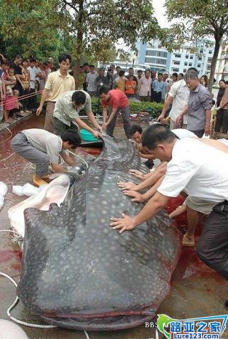[转] 潮州饶平汤溪水库惊现吃人塘鲺 - SUMMER - 蓝色爱情