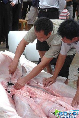 [转] 潮州饶平汤溪水库惊现吃人塘鲺 - SUMMER - 蓝色爱情