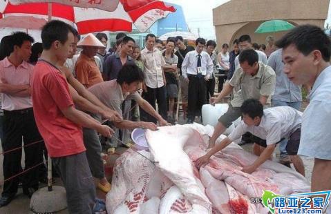 [转] 潮州饶平汤溪水库惊现吃人塘鲺 - SUMMER - 蓝色爱情