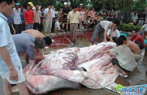 [转] 潮州饶平汤溪水库惊现吃人塘鲺 - SUMMER - 蓝色爱情