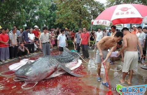 [转] 潮州饶平汤溪水库惊现吃人塘鲺 - SUMMER - 蓝色爱情