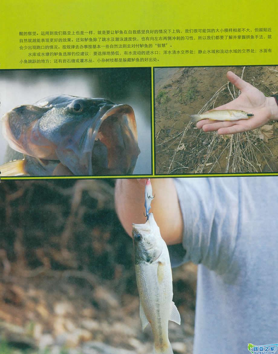 鲈鱼的自然法则