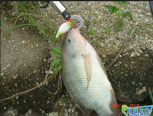 太阳鱼也路上来啦