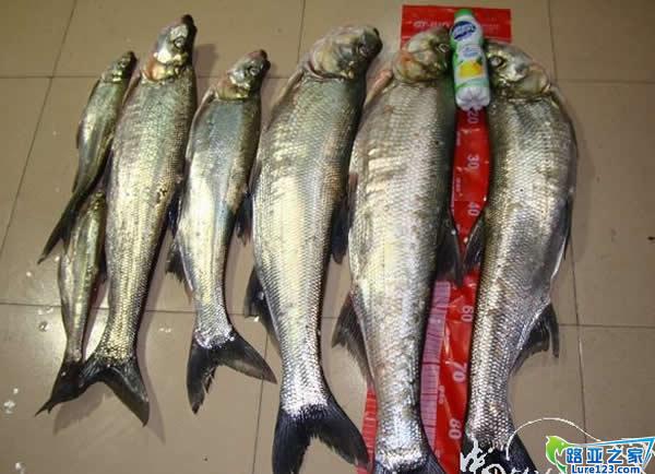 收获的翘嘴白条