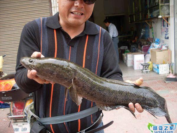 大黑鱼啊