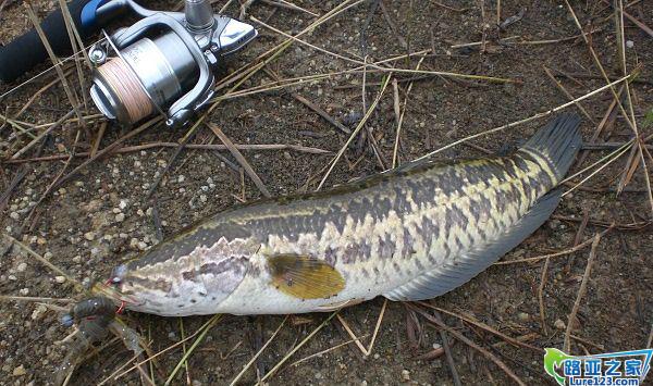 前几天下雨，部分草被水淹没，在离岸2~3米水域的草没在水下部分就是小鱼出没的地方，猎食者也被吸引在这里出现。高田先生没有来，所以我也无从了解特殊钓法，只能用我之前了解的一般钓法，软虫+曲柄钩+4B的夹铅，在草丛中挑逗猎物，一尾生鱼攻击成功。