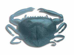 贝克力  颤抖小螃蟹