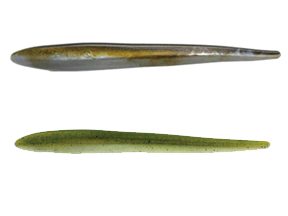 贝克力 开腹柳叶虫