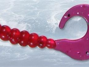 国王 卷尾蛆8501