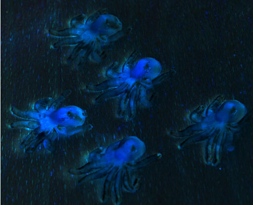 阿末  迷你乌贼