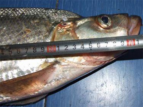 长江之中 再路大翘嘴