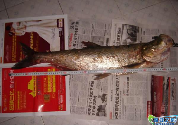 晚上出门获86CM翘嘴