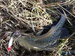 钓友之初相遇——暴扣