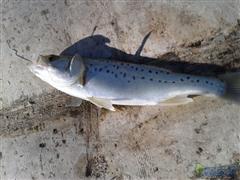 皓月海路--老鹰到家蹭船蹭钓