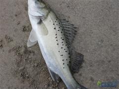 又是路了一堆小的