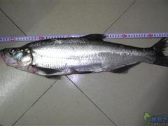 四次龟今中三解毒了