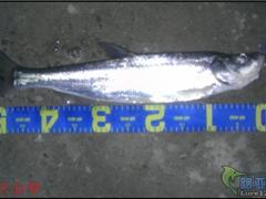 开门红获双刀之本月第一篇！