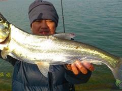 冬季路翘嘴—众鱼吃相谱