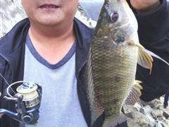 再破野场罗非记录