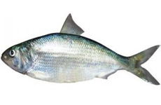 鲥鱼 介绍