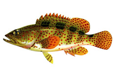 小牙石斑鱼 介绍