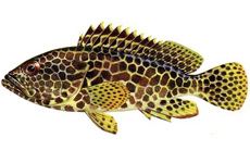 蜂巢石斑鱼 介绍