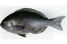 黑毛鱼 介绍