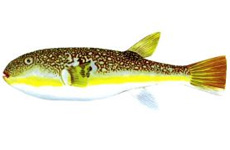 虫纹东方鲀 介绍