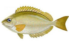 莹斑篮子鱼 介绍