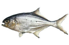 三点燕尾鲳喇 介绍