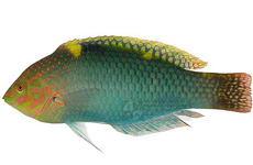 云斑海猪鱼 介绍