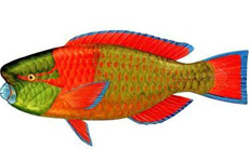 突额鹦嘴鱼 介绍