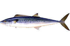 蓝点马鲛鱼 介绍